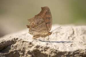 house vacuuming hacks livpristvac