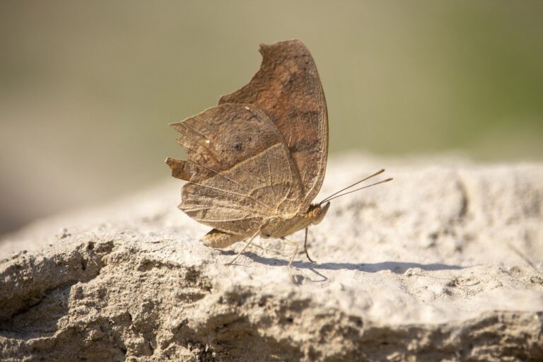 house vacuuming hacks livpristvac