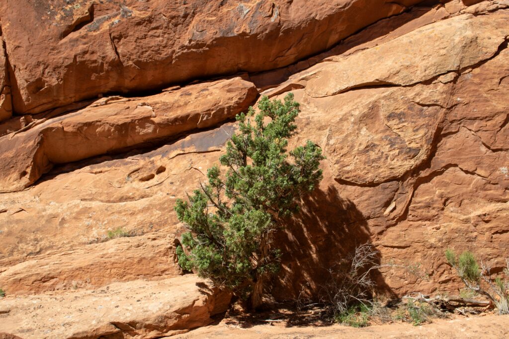 drought tolerant landscaping