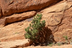 drought tolerant landscaping