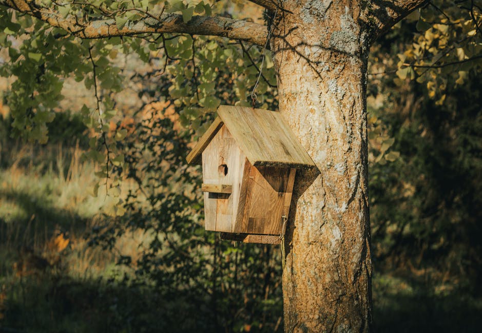 backyard wildlife habitat