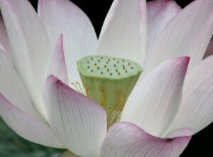 Decoradyard Garden Tips