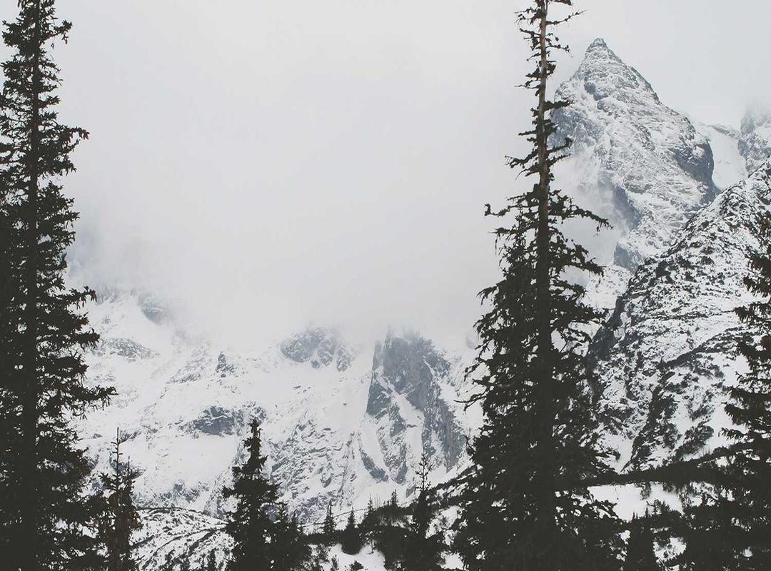 The Signature Afro: Style, Identity, and Impact