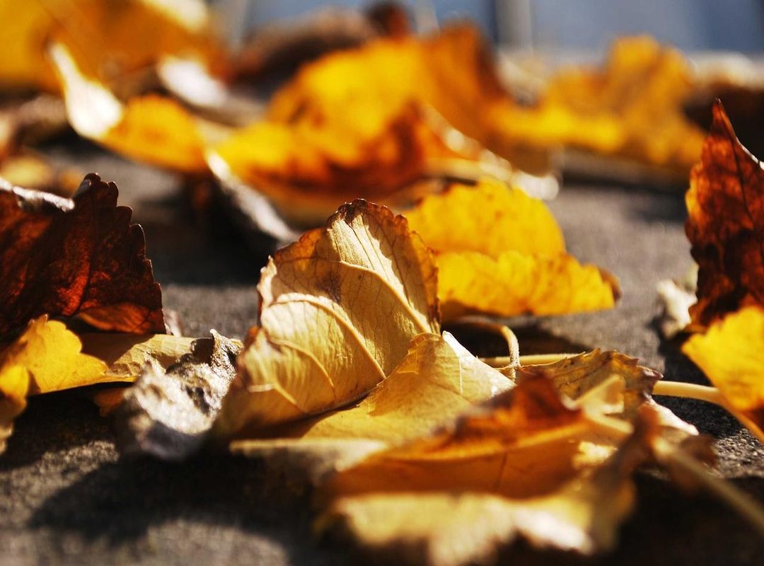 Top Picks: Recommended Works by Saara Maisala